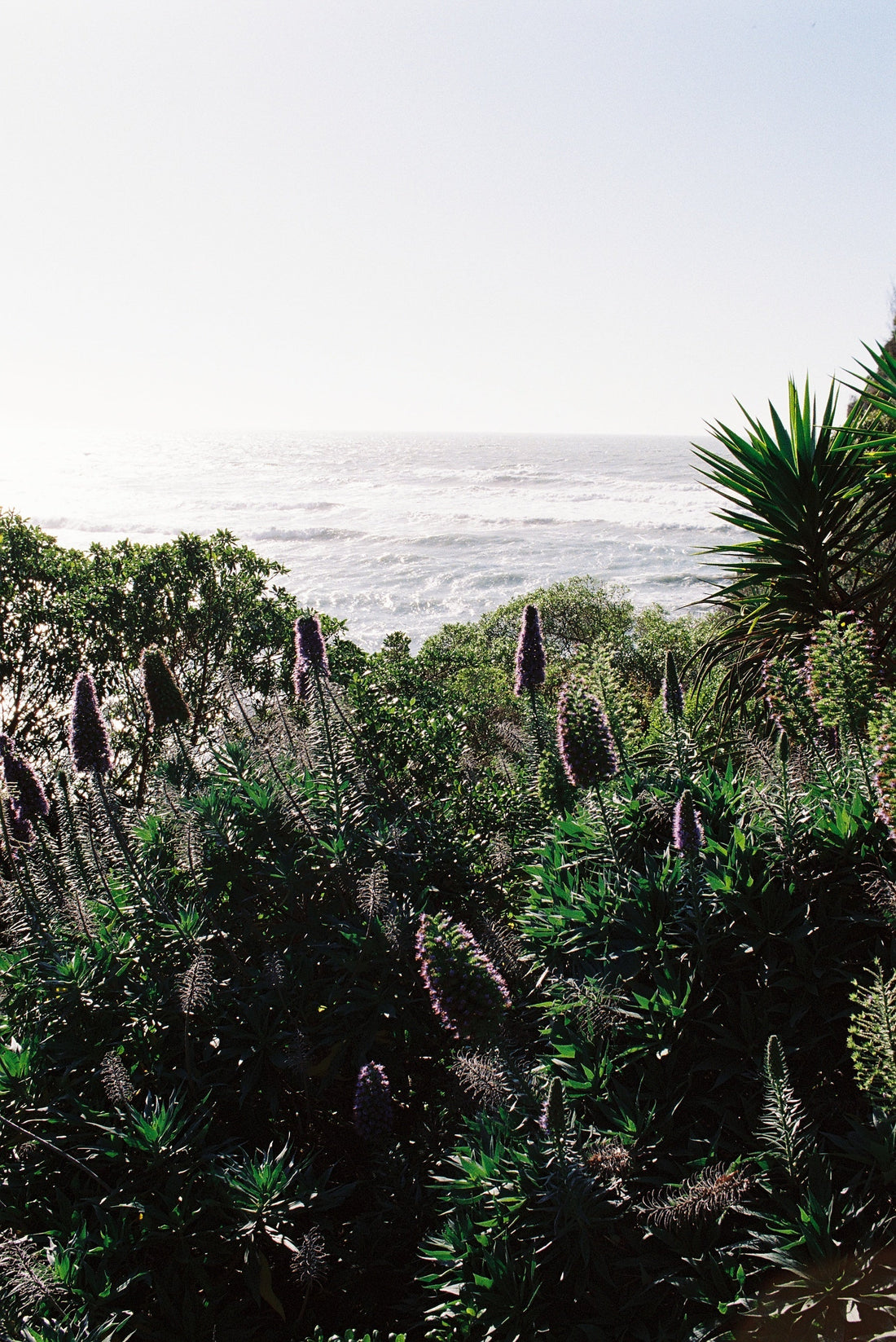 Blog : Mānuka