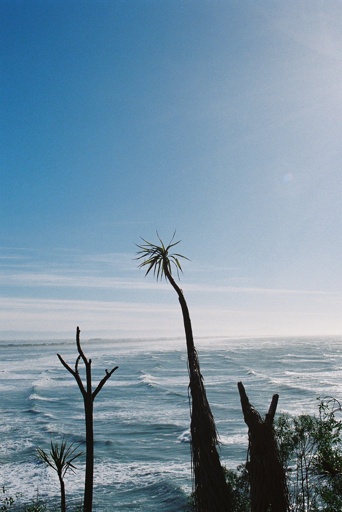 Blog : Kawakawa